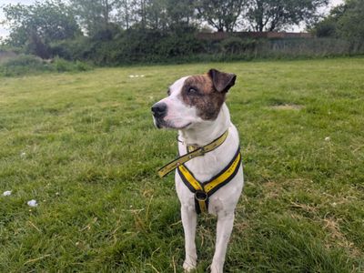 Patch | Crossbreed | Bridgend (Wales) - 3