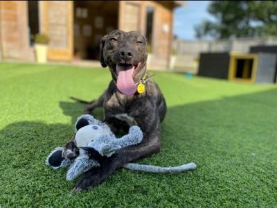 Roxy | Lurcher Cross | West Calder (Edinburgh) - 2