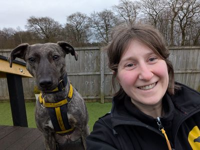 Roxy | Lurcher Cross | West Calder (Edinburgh) - 4