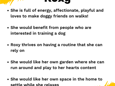 Roxy | Lurcher Cross | West Calder (Edinburgh) - 2