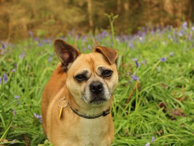 Dodge | Pug Cross | Newbury (Berkshire) - 4
