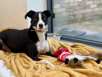 Quincy | Collie (Border) | Cardiff - 5