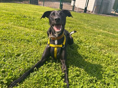 Billie Noodles, a 3 years old male Lurcher X available for adoption from Dogs Trust in Northern Ireland