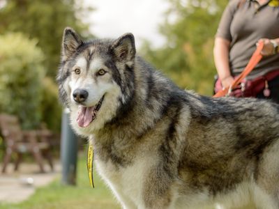 Coco | Alaskan Malamute | Kenilworth (West Midlands) - 5