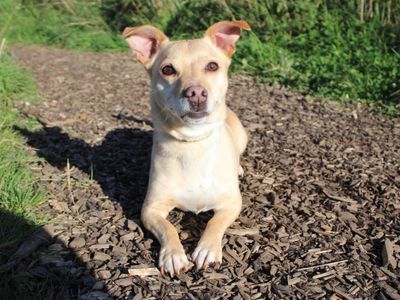 Greg | Crossbreed | Darlington - 2