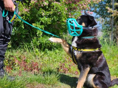 Brogue | Rottweiler Cross | Evesham (Worcestershire) - 3