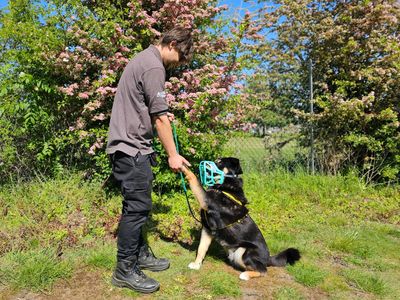 Brogue | Rottweiler Cross | Evesham (Worcestershire) - 5
