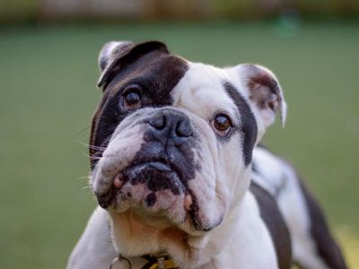 Adopt a Bulldog Rescue Dog | Winston | Dogs Trust