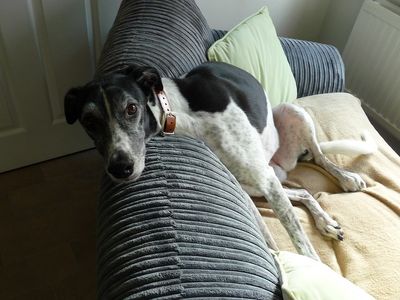 Quinn | Crossbreed | Snetterton (Norfolk) - 5