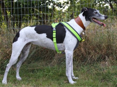 Quinn | Crossbreed | Snetterton (Norfolk) - 4