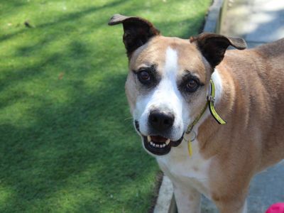 Great dane husky deals mix for adoption