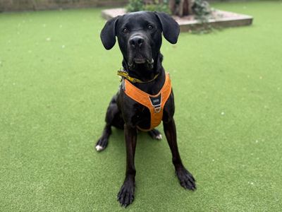 Luca | Mastiff Cross | Canterbury - 3