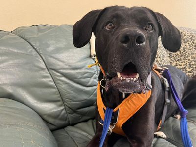 Luca | Mastiff Cross | Canterbury - 3