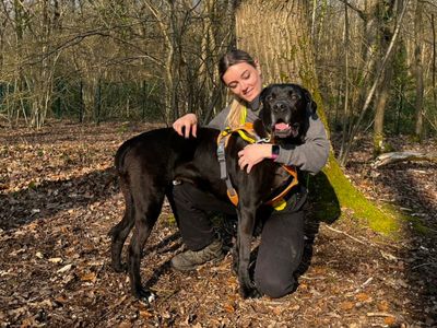 Luca | Mastiff Cross | Canterbury - 3