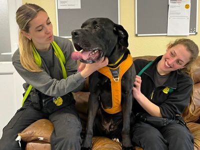 Luca | Mastiff Cross | Canterbury - 5