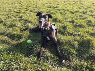 Lexi | Lurcher | Ilfracombe - 5
