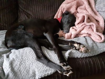 Lexi | Lurcher | Ilfracombe - 3
