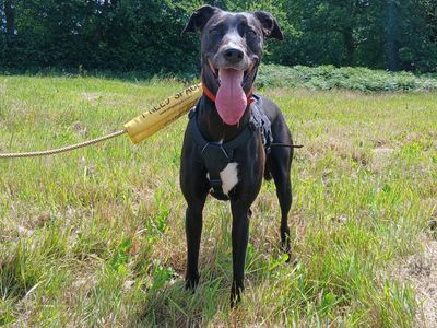 Lexi | Lurcher | Ilfracombe - 5