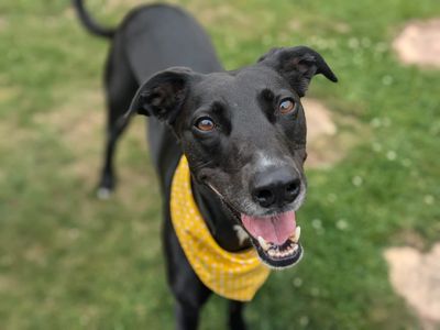 Lexi | Lurcher | Ilfracombe - 4