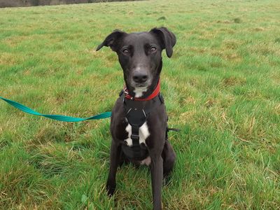 Lexi | Lurcher | Ilfracombe - 2