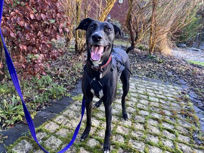 Lexi | Lurcher | Ilfracombe - 2