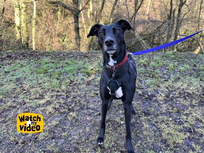 Lexi — Lurcher