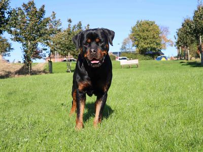 Ace | Rottweiler | Darlington - 2