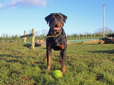 Ace | Rottweiler | Darlington - 4