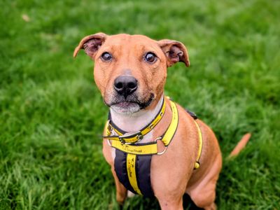 Coco | Terrier (Staffordshire Bull) Cross | Cardiff - 3