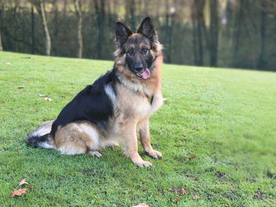 Izzy | German Shepherd Dog Cross | Merseyside (Liverpool) - 3