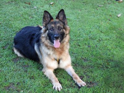 Izzy | German Shepherd Dog Cross | Merseyside (Liverpool) - 5