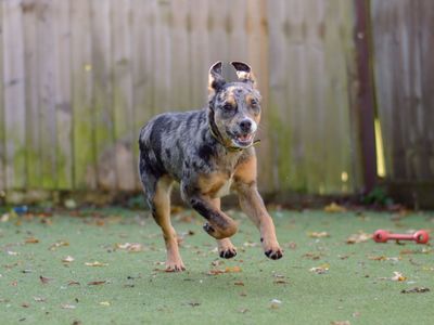 Tilly | Collie (Border) Cross | Kenilworth (West Midlands) - 3