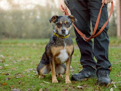 Tilly | Collie (Border) Cross | Kenilworth (West Midlands) - 5