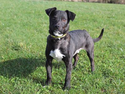 Spud | Terrier (Jack Russell) Cross | Darlington - 1