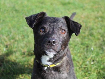 Spud | Terrier (Jack Russell) Cross | Darlington - 3