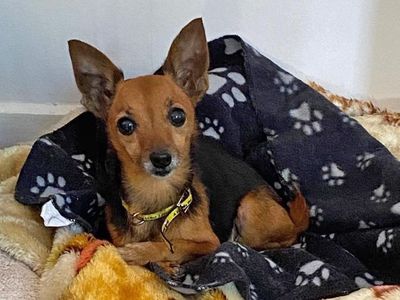 Dolly | Chihuahua (Smooth Coat) Cross | Basildon (Essex) - 5