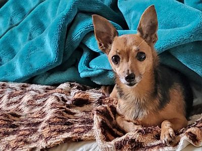 Dolly | Chihuahua (Smooth Coat) Cross | Basildon (Essex) - 3