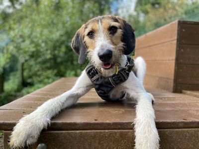 Oscar | Halden Hound Cross | Ilfracombe - 2