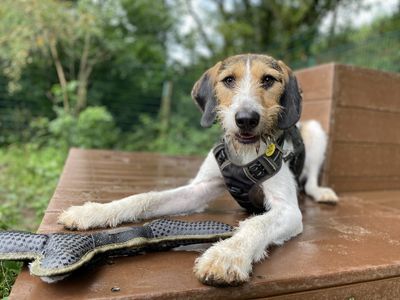 Oscar | Halden Hound Cross | Loughborough - 2