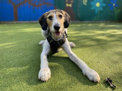 Oscar | Halden Hound Cross | Ilfracombe - 4
