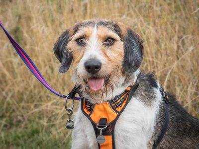 Oscar | Halden Hound Cross | Loughborough - 4