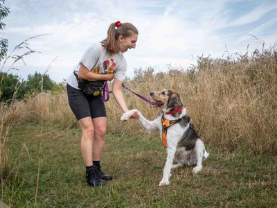 Oscar | Halden Hound Cross | Loughborough - 4