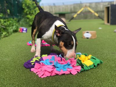 Motsi | Terrier (Miniature Bull) | Shoreham (Sussex) - 5