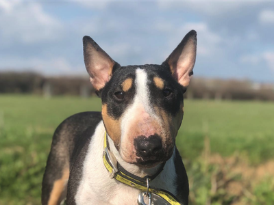 Motsi | Terrier (Miniature Bull) | Shoreham (Sussex) - 2