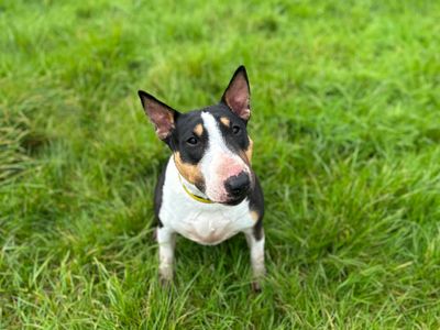 Motsi | Terrier (Miniature Bull) | Shoreham (Sussex) - 3