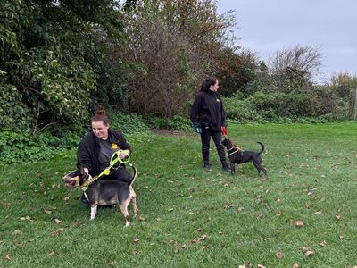 Motsi | Terrier (Miniature Bull) | Shoreham (Sussex) - 4