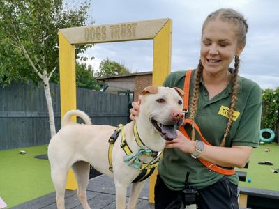 Lola | Shar Pei Cross | Harefield West London - 2