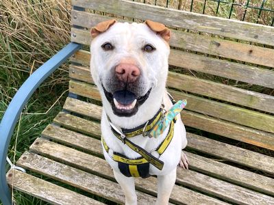 Lola | Shar Pei Cross | Harefield West London - 4
