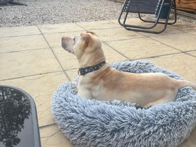 Lola, a 7 years old female Shar Pei available for adoption from Dogs Trust in Greater London