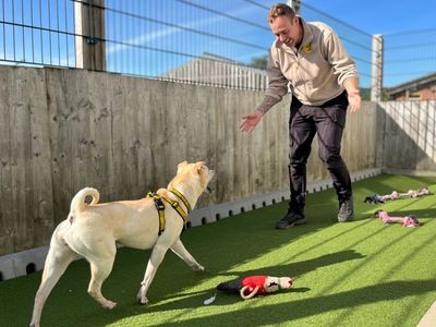 Lola Bear, a 7 years old female Shar Pei X Chow Chow available for adoption from Dogs Trust in Norfolk